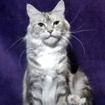 Stasia - CH Cinderella Fluffy Coons * PL, maine coon