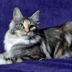Roxette | maine coon | fluffy coons