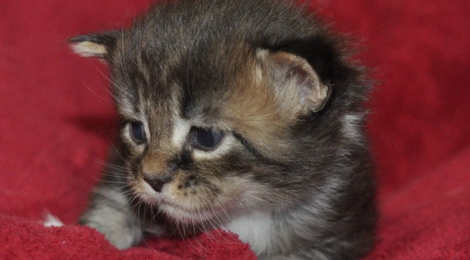 Mamy kocięta Maine Coon! | We have Maine Coon kittens!