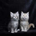 Kocięta | Maine Coon | Kittens