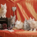 Kocięta | Maine Coon | Kittens | Fluffy Coons *PL