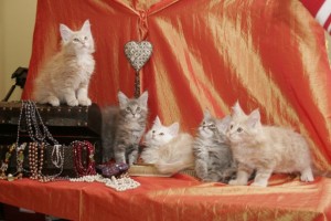 Kocięta | Maine Coon | Kittens | Fluffy Coons *PL