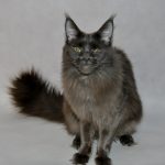 Celina Fluffy Coons *PL