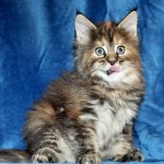 Kocięta|Maine Coon|Kittens