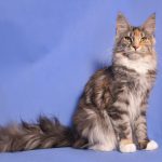 Roxette Fluffy Coons *PL - maine coon