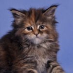 ISIA Fluffy Coons *PL - Maine Coon