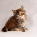 Zosia Fluffy Coons *PL - Maine Coon
